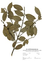 藏品(朱胡樗)的圖片